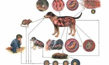 Causes and forms of infection with worms