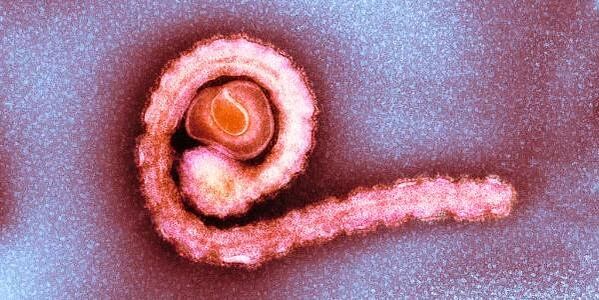 had dwarf in the human body